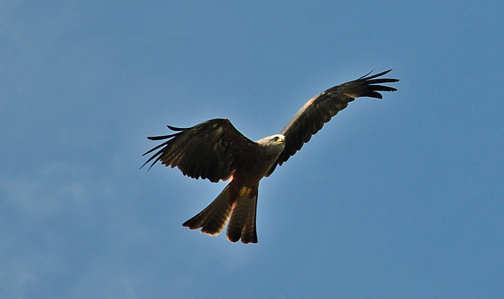 Schwarzmilan auf Beutejagd - 03-08-2010