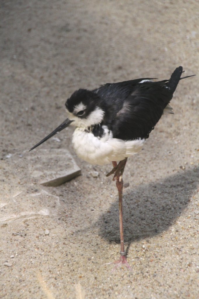 Schwarznacken-Stelzenlufer oder auch Amerikanischer Stelzenlufer (Himantopus mexicanus) am 25.2.2010 im Zoo Berlin.
 
