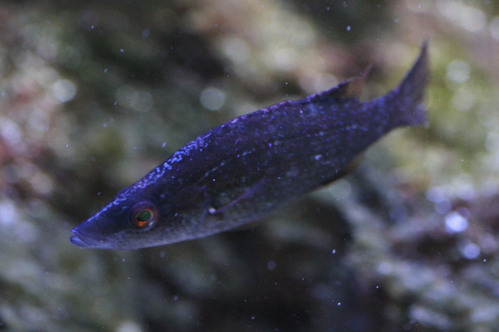 Schwarzschwanz-Lippfisch (Symphodus melanocercus) am 9.2.2010 im Vivarium Karlsruhe.