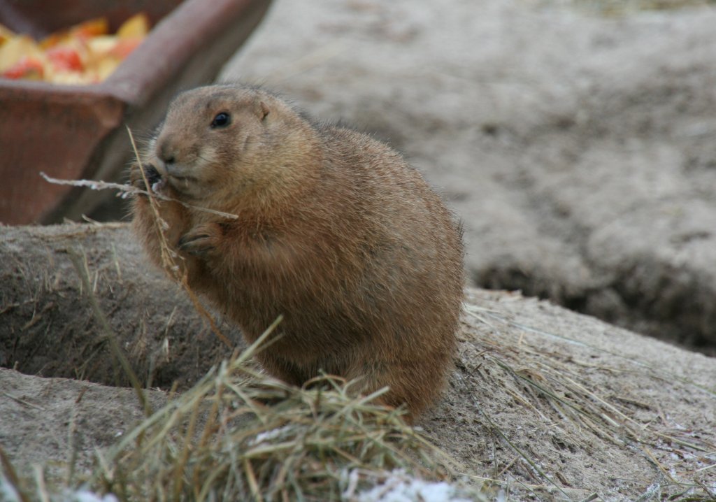 Schwarzschwanz-Prriehund (Cynomys ludovicianus) sucht sich bei der Klte noch die letzten Halme. 13.12.2009 im Tierpark Berlin.