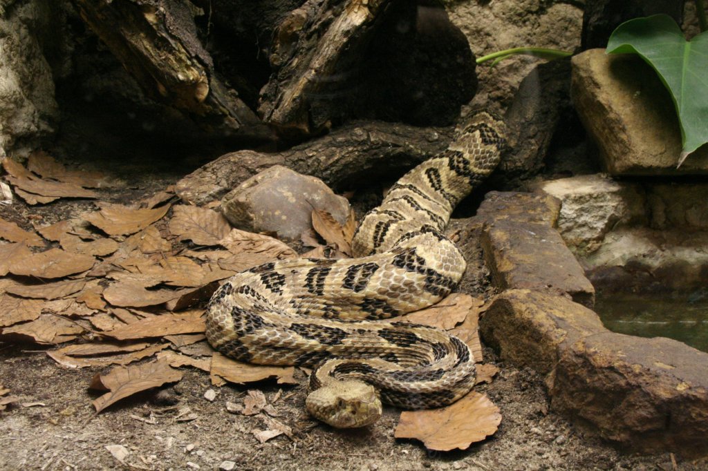 Schwarzschwanz-Waldklapperschlange (Crotalus horridus atricaudatus) am 9.1.2010 im Tierpark Berlin.