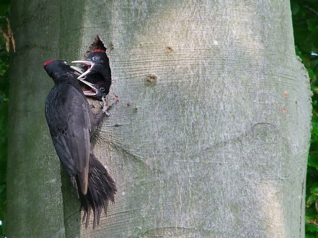 Schwarzspechtmnnchen fttert seine drei Jungen, oder  wer hat noch nicht, wer will nochmal ;100523