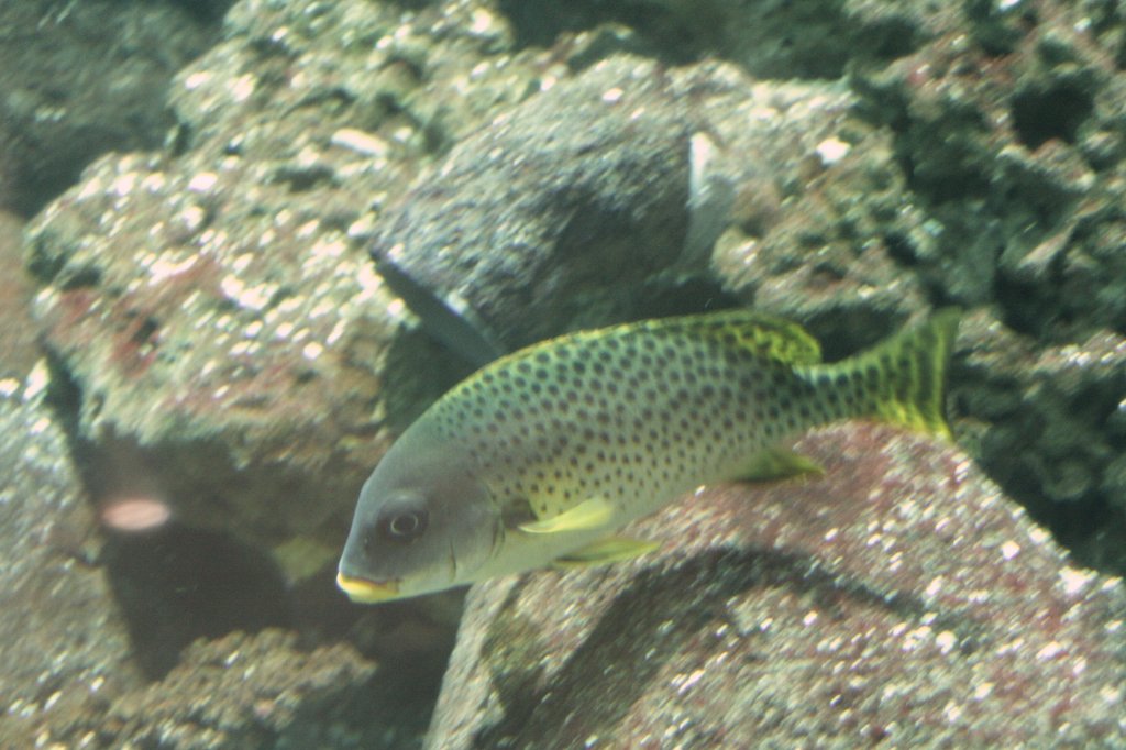 Schwarztupfen-Slippe (Plectorhinchus gaterinus) am 1.1.2010 om Aquadom in Berlin.