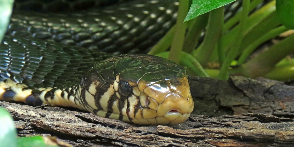 Schwarzweier Kobra