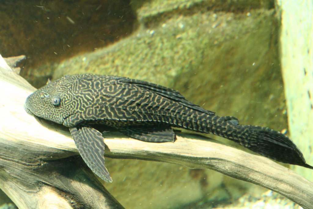 Schwarzweier Segelschilderwels (Liposarcus anisitsi) am 12.12.2009 im Zoo-Aquarium Berlin.