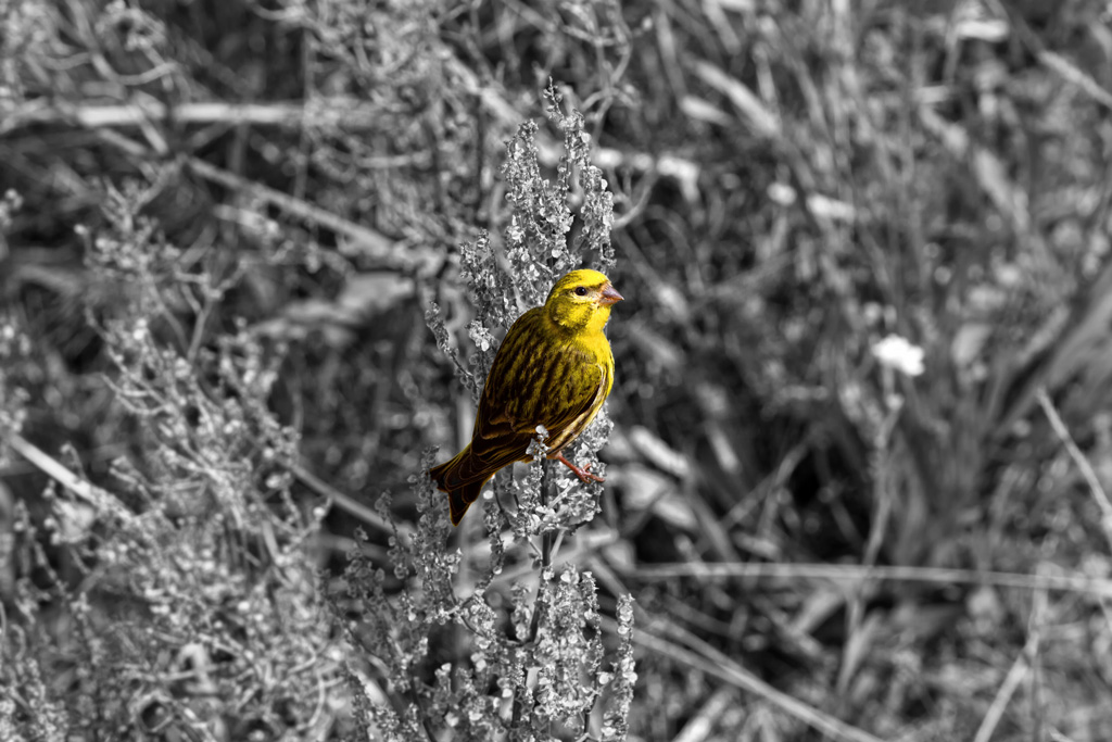 Schwarzweikonvertierung des Hintergrundes, um die Goldammer hervorzuheben. - 25.06.2011