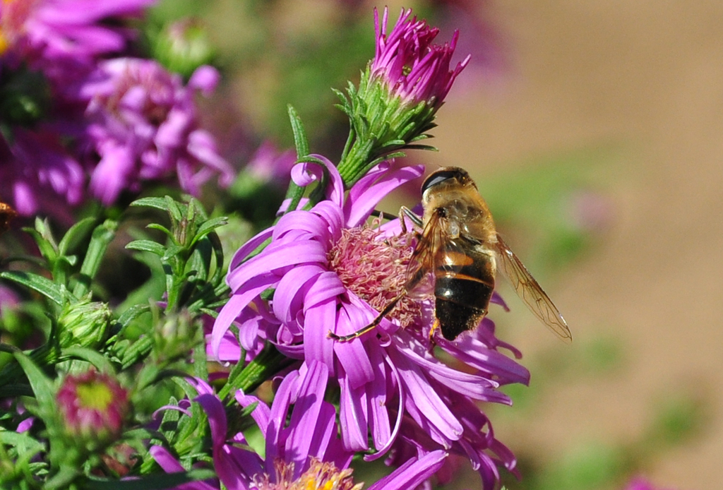 Schwebfliege  am Futtertrog  - 06.09.2012