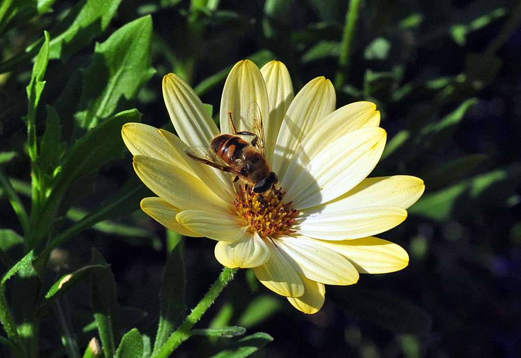 Schwebfliege auf gelber Blte - 06.09.2012