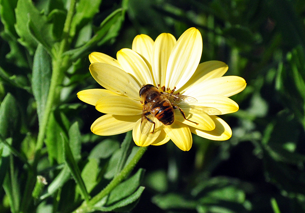 Schwebfliege auf gelber Blte - 06.09.2012