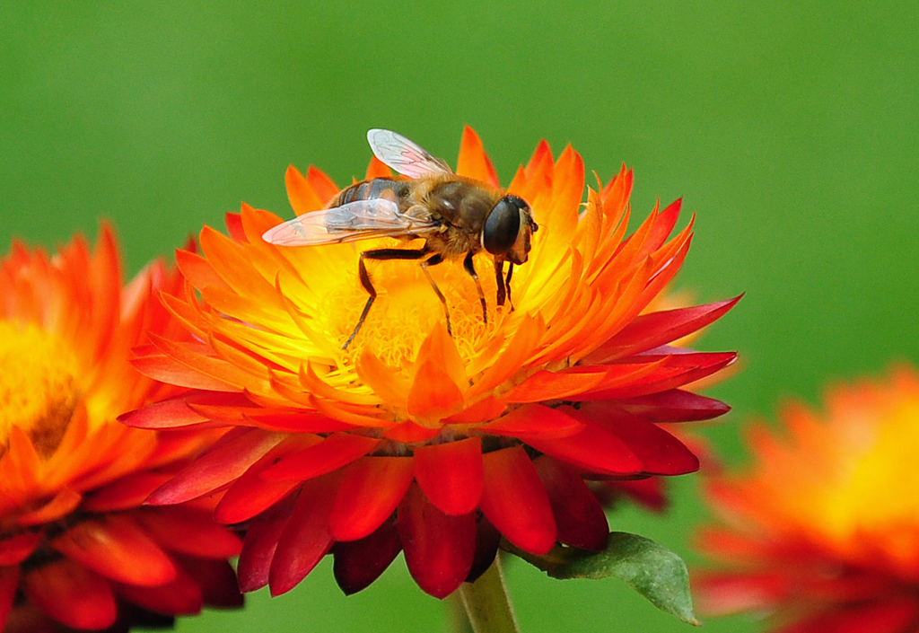 Schwebfliege auf einer Strohblume - 11.08.2011