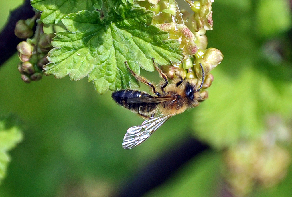 Schwebfliege  hngt  unter einem Blatt - 24.04.2013