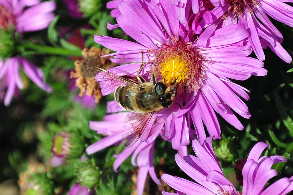 Schwebfliege labt sich an einer Blte - 06.09.2012