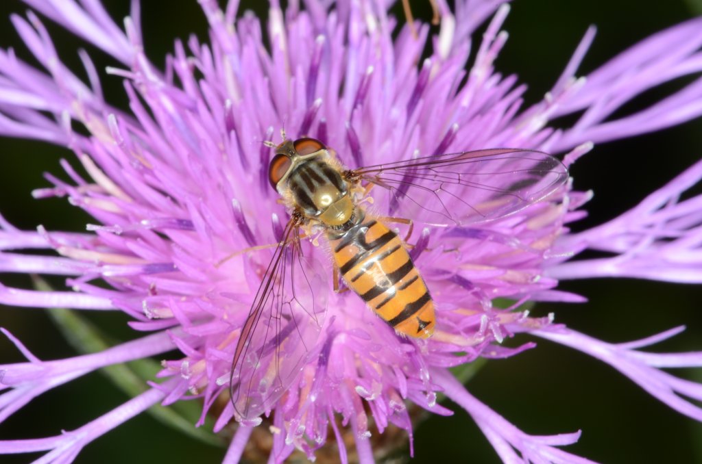 Schwebfliege (Spielbiene) sitzt am 22. Juli 2012 auf einer Blume.