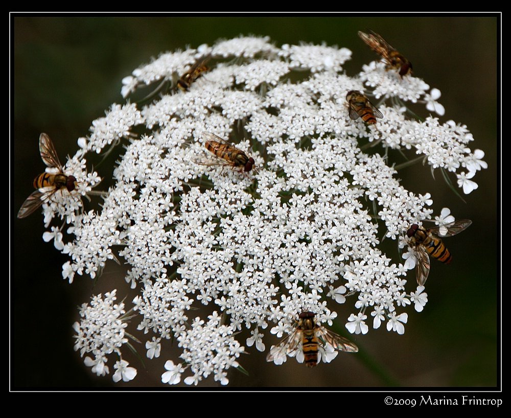 Schwebfliegen auch Stehfliegen oder Schwirrfliegen (Syrphidae)