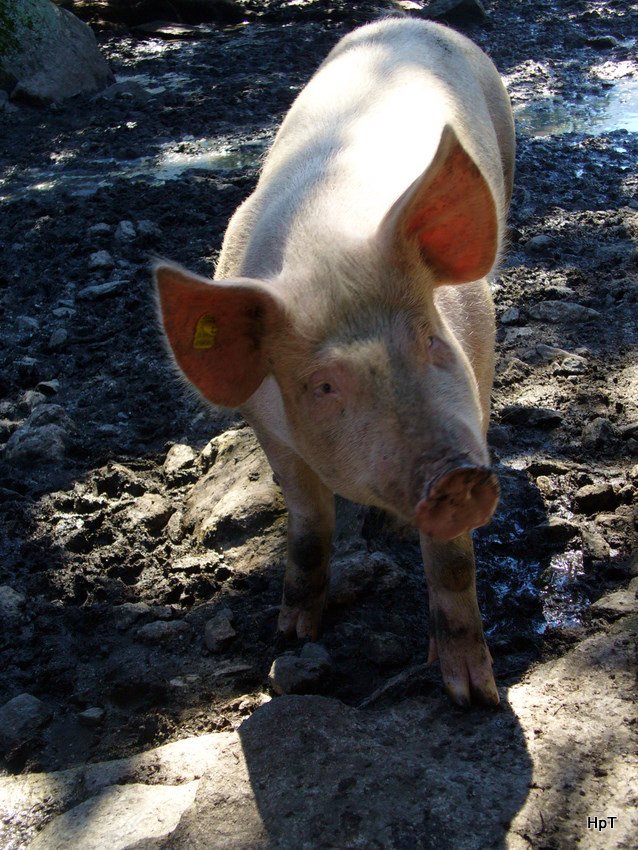 Schwein als Fotomodell bei Handegg am 04.08.2007