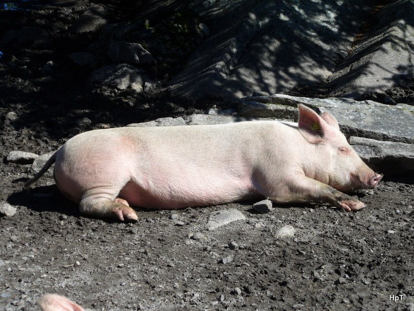 Schwein beim Sullen bei Handegg am 04.08.2007