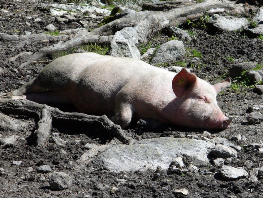 Schwein beim Sullen bei Handegg am 04.08.2007