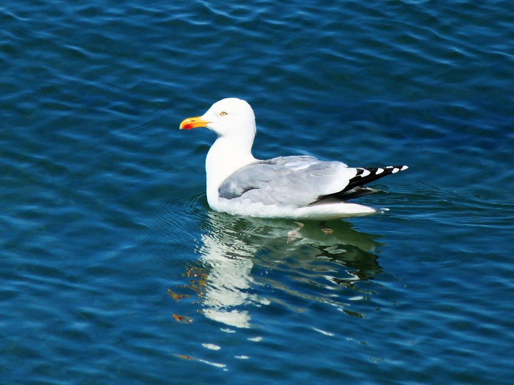 Schwimmende Mwe in der Ostsee bei Puttgarden. - 05.06.2013