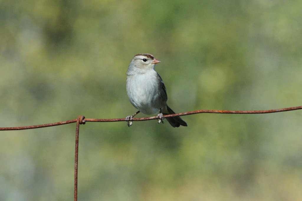 Schwirrammer (Spizella passerina) am 20.9.2010 in Iroquois Falls.