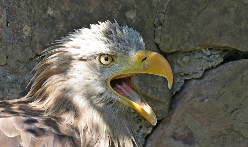 Seeadler