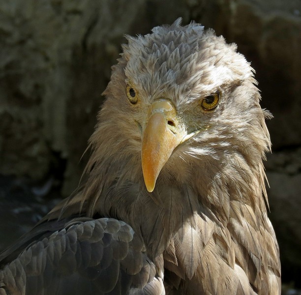 Seeadler