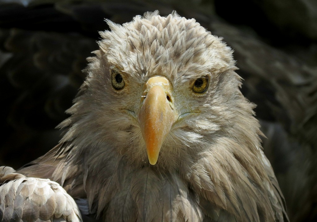 Seeadler