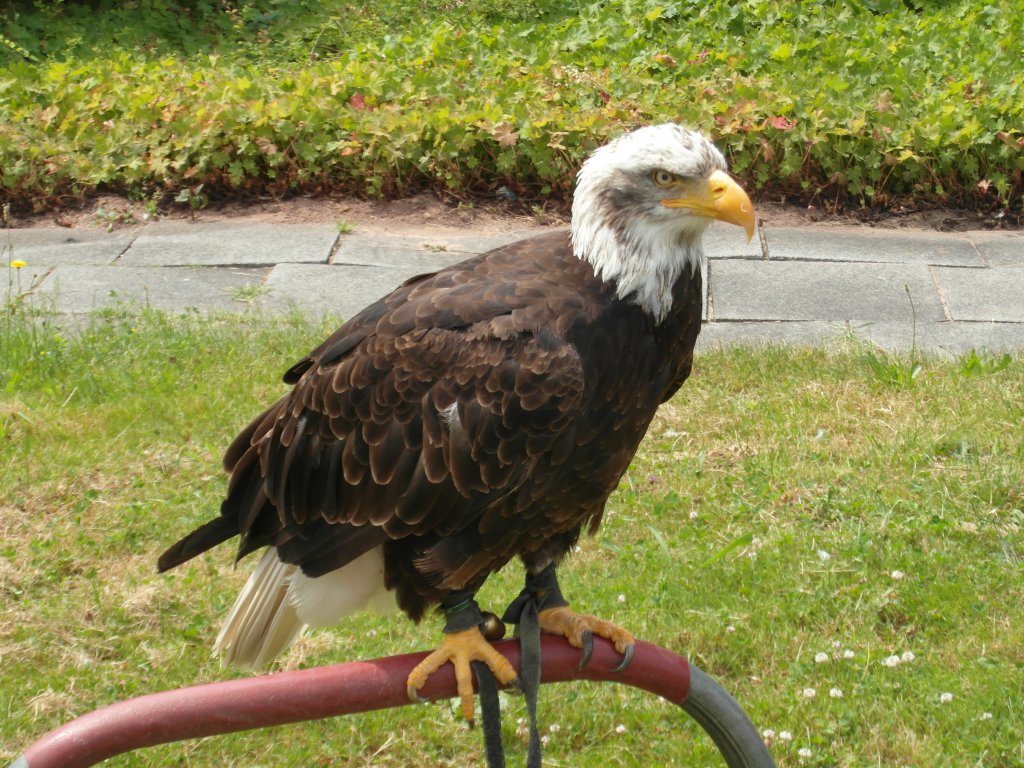 Seeadler bei Familientag des Jagdbombergeschwader 31  Boelcke  in Nrvenich am 12.07.2013.