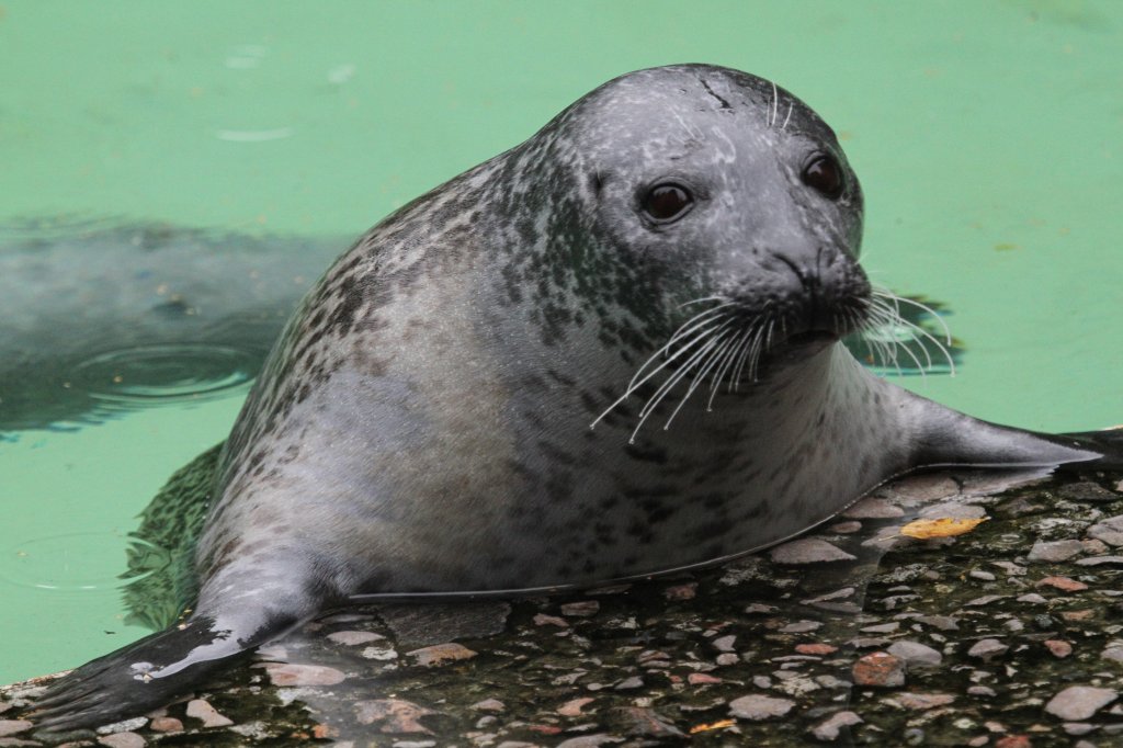 Seehund (Phoca vitulina) am 18.9.2010 im Zoo Sauvage de Saint-Flicien,QC.