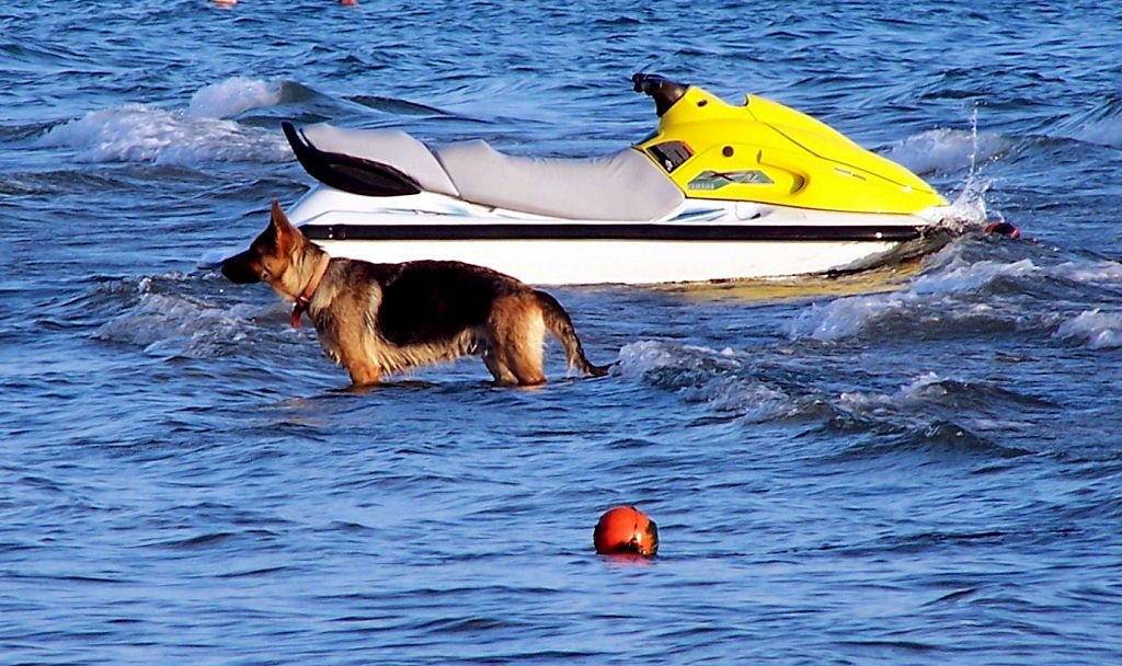 Seehund  - Schferhund am Mittelmeer in der Trkei - 10.10.2006