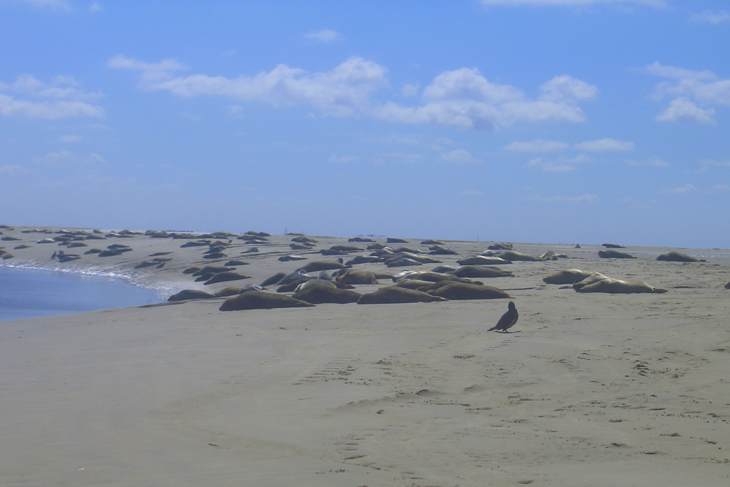 Seehunde am Strand von Borkum (11.08.07)