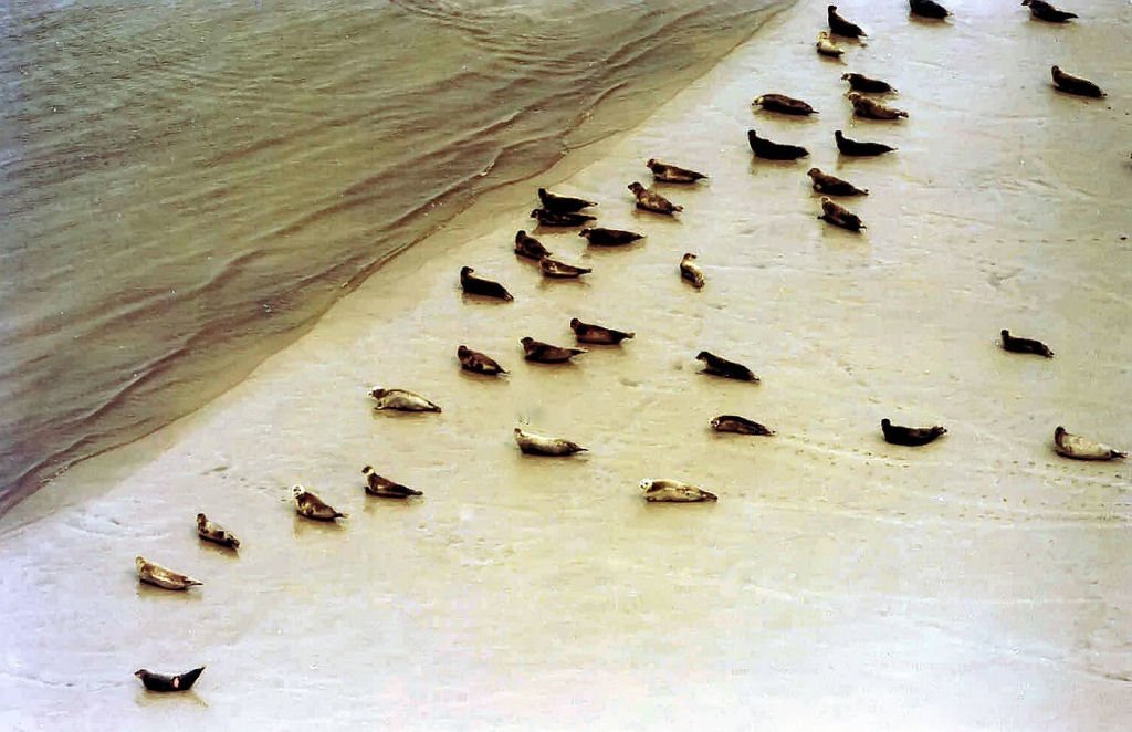 Seehunde auf einer Sandbank in der Nordsee - Sommer 1984 (umgeschichtet von Landschaftsfoto).