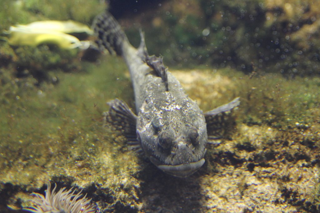 Seeskorpion (Myoxocephalus scorpius) am 26.6.2010 im Leipziger Zoo.