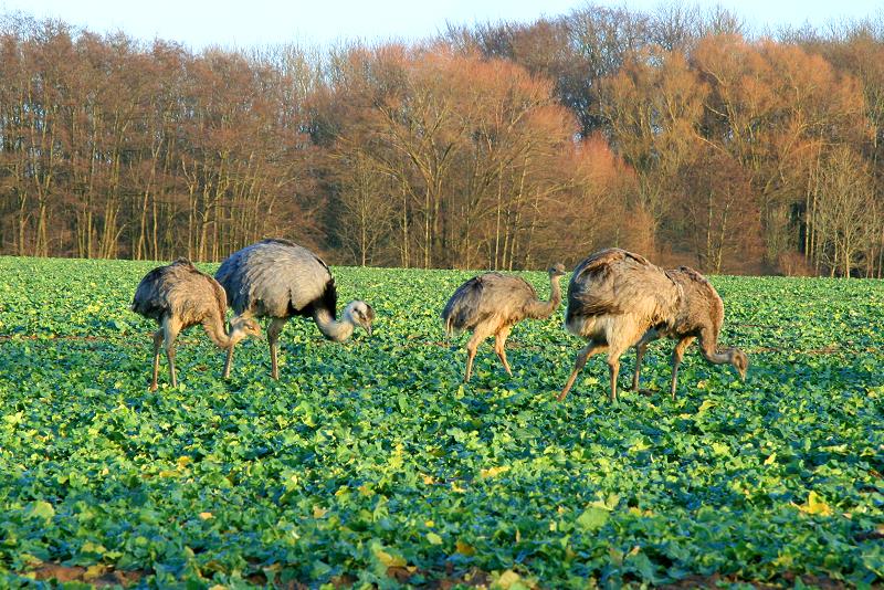 Sehr zum rger der Nandugegner werden wohl viele Jungtiere den Winter 2011/2012 berleben. Allein heute sahen wir 38 Jungtiere. Da wir stlich von Ratzeburg noch zwei Kraniche beobachteten, bleibt es wohl auch ein milder Winter. Schattin (NWM) 24.12.2011