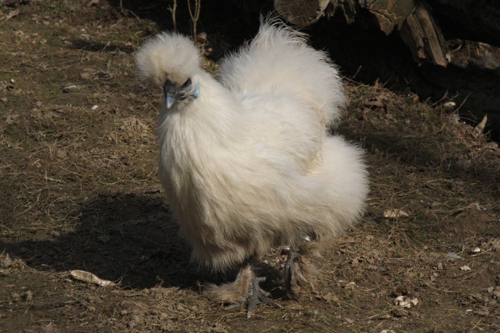 Seidenhuhn am 19.3.2010 im Zoo Basel.