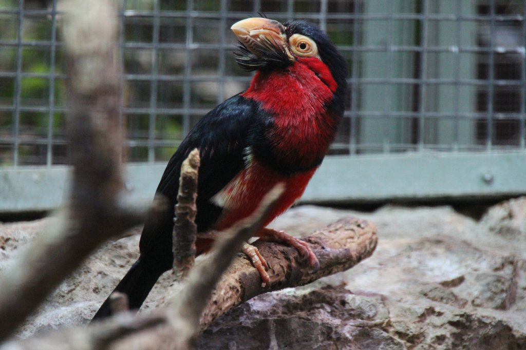 Senegal-Furchenschnabel oder auch Furchenschnabel-Bartvogel (Lybius dubius) am 25.2.2010 im Zoo Berlin.
 
