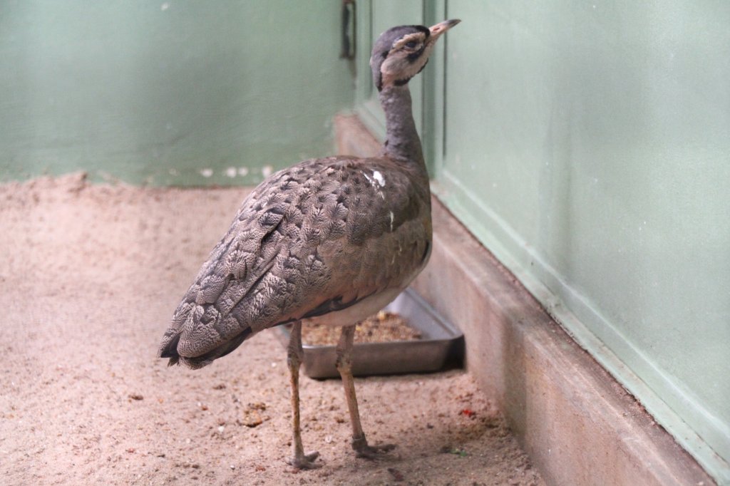 Senegaltrappe (Eupodotis senegalensis) am 11.3.2010 im Zoo Berlin.