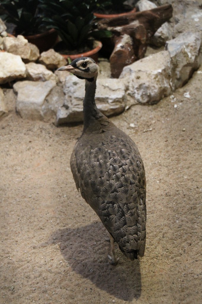 Senegaltrappe (Eupodotis senegalensis) am 25.2.2010 im Zoo Berlin.