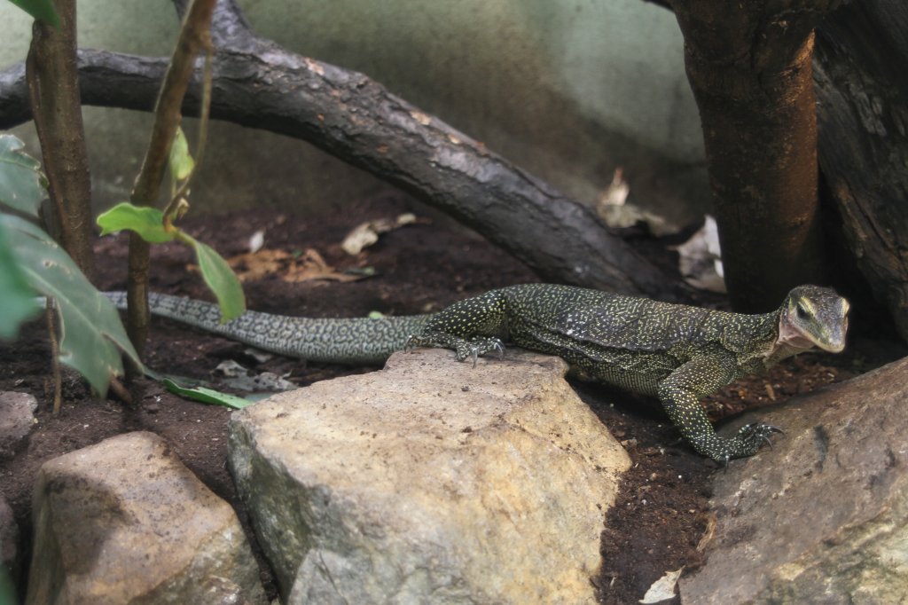 Sepik-Waran (Varanus jobiensis) am 26.6.2010 im Leipziger Zoo.