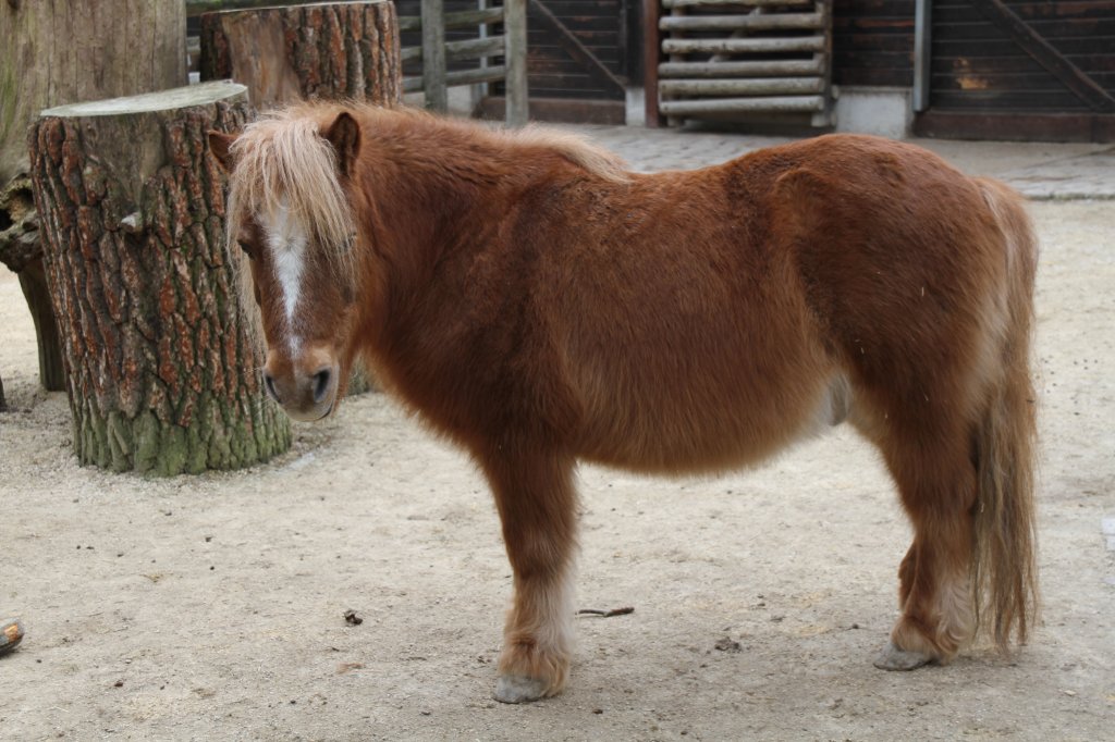 Shetland-Pony am 9.2.2010 im Zoo Karlsruhe. † am 13.11.2010 beim Brand.