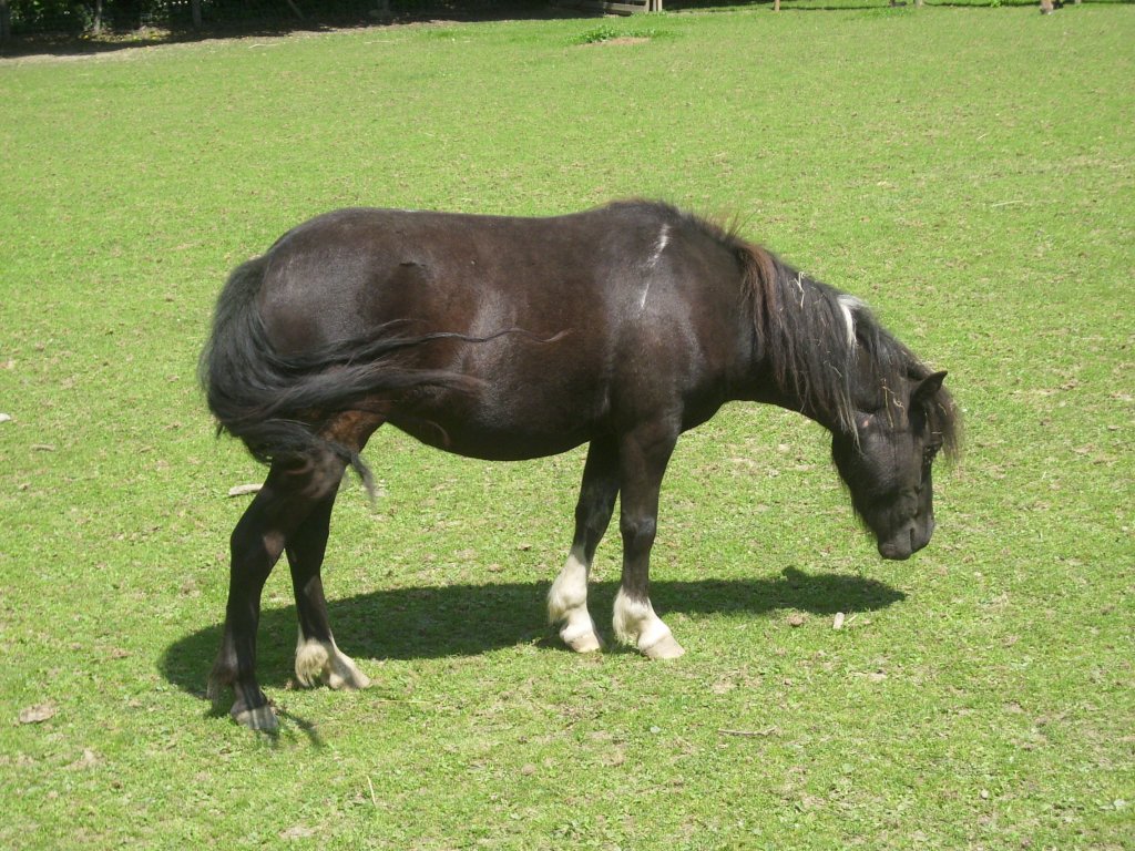 Shetland-Pony in Ortenburg am 23.07.2012