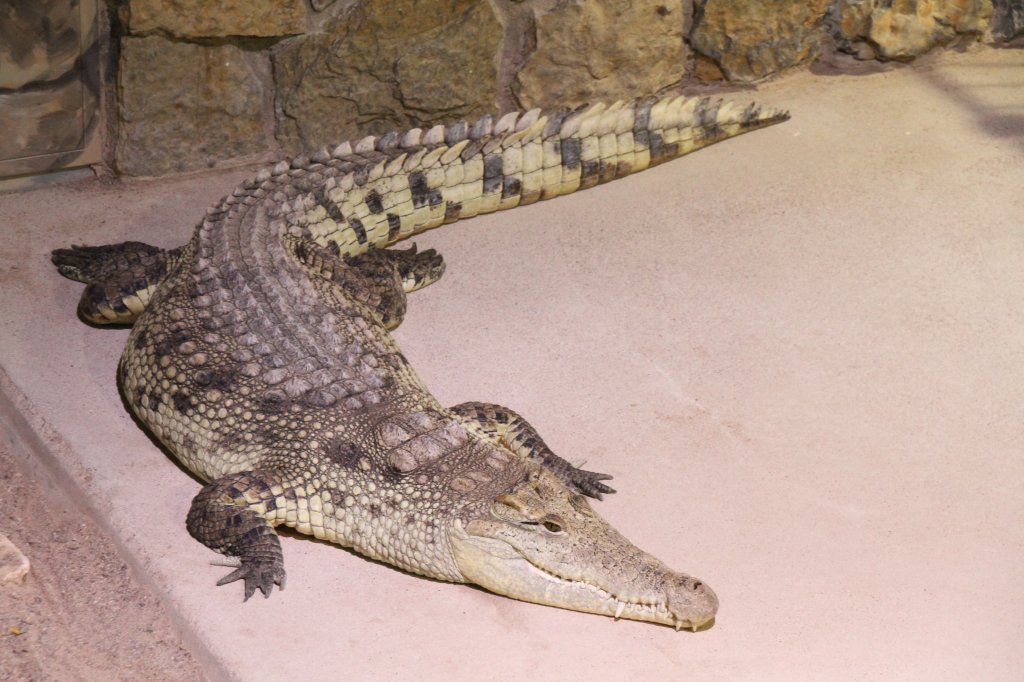 Siam-Krokodil (Crocodylus siamensis) am 23.4.2010 im Meeresaquarium Zella-Mehlis.