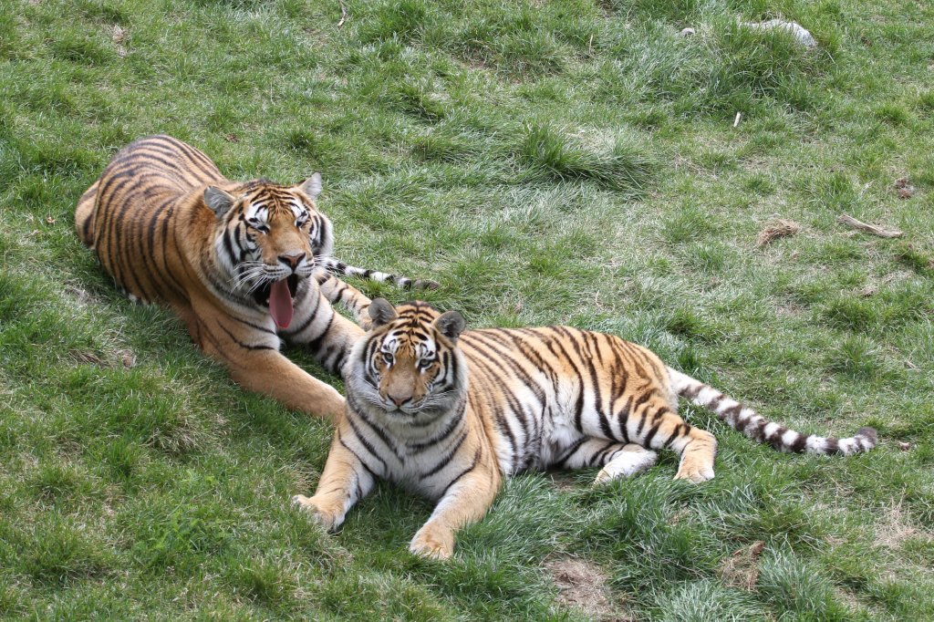 Sibirische Tiger am 18.9.2010 im Zoo Sauvage de Saint-Flicien,QC. Der eine lt ganz schn die Zunge hngen.