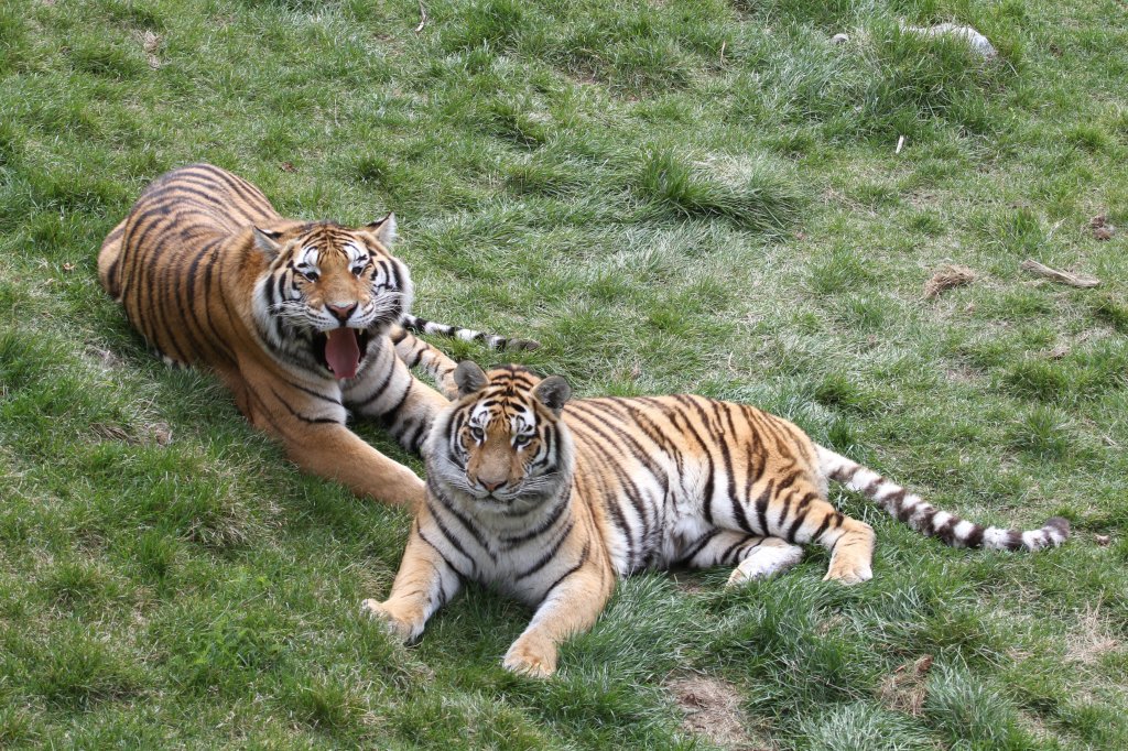 Sibirische Tiger am 18.9.2010 im Zoo Sauvage de Saint-Flicien,QC.
