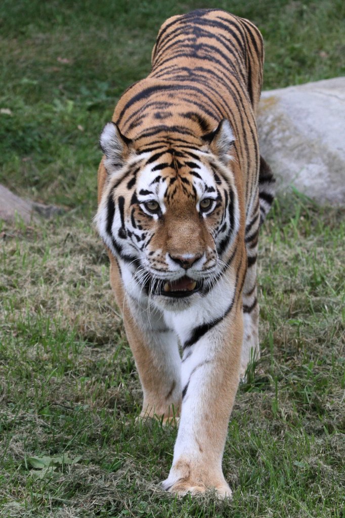 Sibirische Tiger (Panthera tigris altaica) am 25.9.2010 im Toronto Zoo.