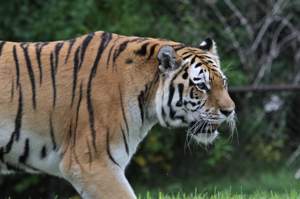 Sibirische Tiger (Panthera tigris altaica) am 25.9.2010 im Toronto Zoo.