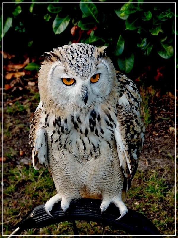 Sibirische Uhu (B. bubo sibiricus) fotografiert am 03.09.2011