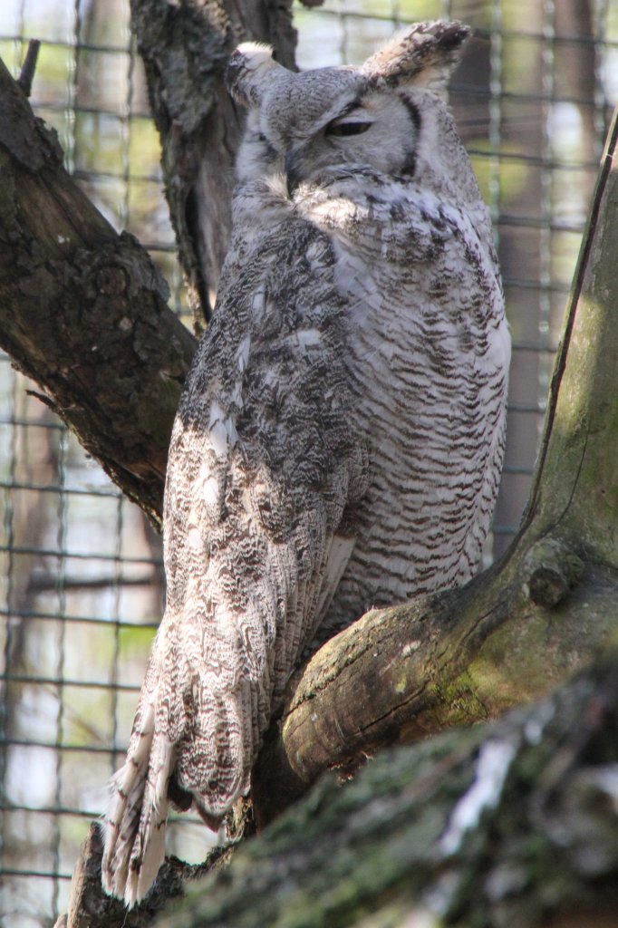 Sibirische Uhu (Bubo bubo sibiricus) im Tierpark Berlin.