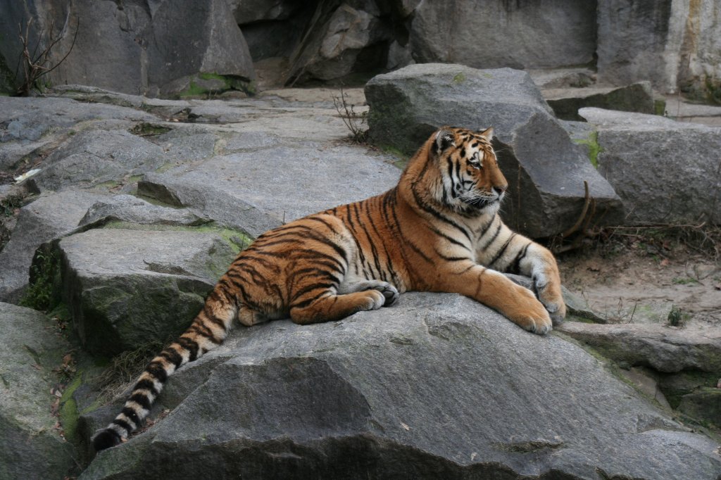 Sibirischer oder Amur-Tiger (Panthera tigris altaica) am 13.12.12009 im Tierpark Berlin.