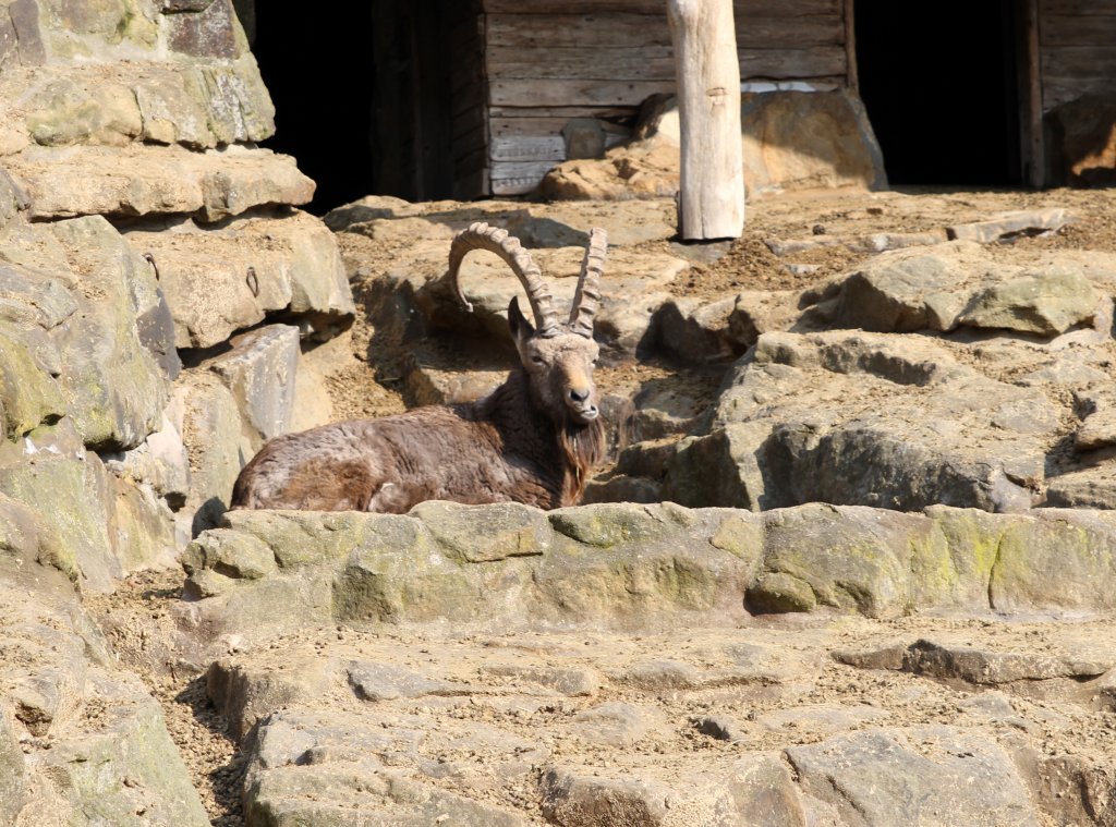 Sibirischer Steinbock (Capra ibex sibirica) am 10.3.2010 im Zoo Berlin. 
