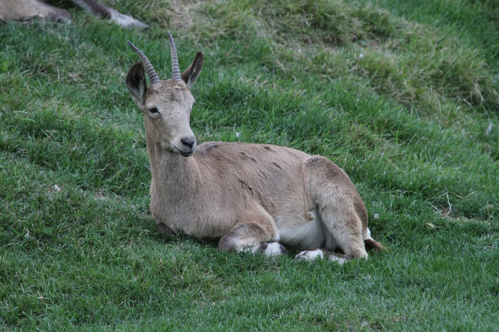 Sibirischer Steinbock (Capra sibirica) am 18.9.2010 im Zoo Sauvage de Saint-Flicien,QC.